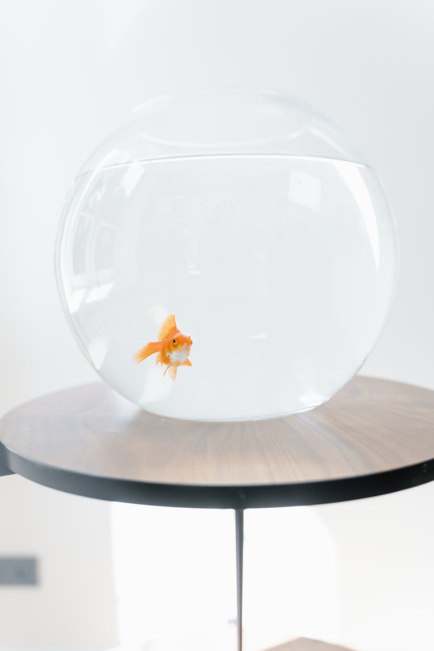 an orange fish in a fish bowl